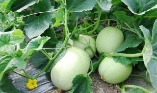 如何贮藏甜瓜 如何贮藏甜瓜不发霉