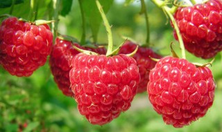 树莓贮藏方法（树莓贮藏方法图解）