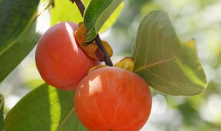 柿子巧妙贮藏 柿子巧妙贮藏图片