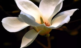 玉兰花香味有毒吗（玉兰花有没有香味）