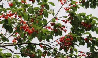 为什么家里忌讳种樱桃 为什么家里忌讳种樱桃呢