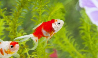 十大养不死水草 十大养不死水草哪些水草最好养