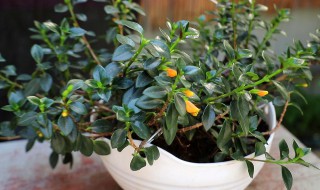 家养金鱼吊兰怎么养 家养金鱼吊兰怎么养活