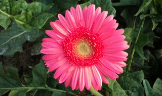 非洲菊的栽培技术（非洲菊的栽培技术和管理）