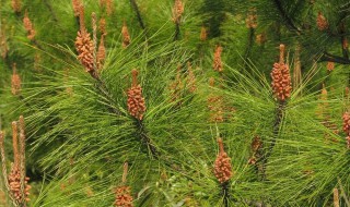 油松和马尾松的区别（油松和马尾松的区别在哪里）