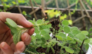 碰碰香怎么救活