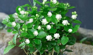 什么花能驱蚊子（什么花能驱蚊子,对孕妇好?）