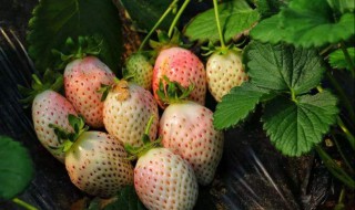 菠萝莓怎么种 菠萝莓种苗