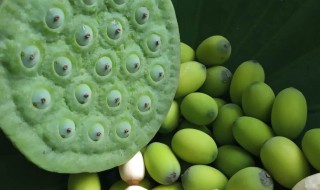 新鲜的莲子怎么种 新鲜的莲子怎么种出来的