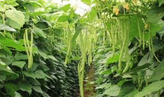 四季豆怎么种（四季豆种植）