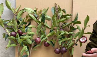 山竹籽怎么种小盆栽 山竹里面的软籽能种吗?要怎么种