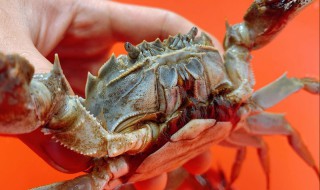 螃蟹怎么存放冰箱 煮熟的螃蟹怎么存放冰箱