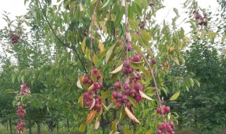 楸子树是什么树 楸子木是什么树