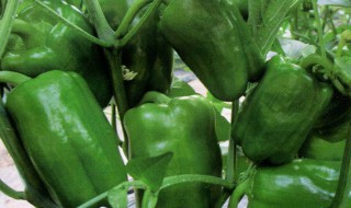 甜椒多长时间成熟 甜椒多长时间成熟