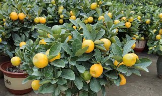 家庭金桔盆栽开花怎么授粉 盆栽金桔开花如何授粉方法