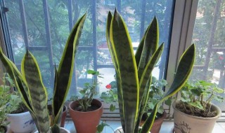 虎皮兰刚换土能浇水吗（虎皮兰刚换土能浇水吗怎么浇）