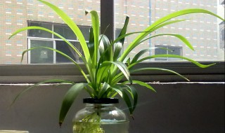 水培植物养什么鱼好（水培植物养什么鱼好养活）