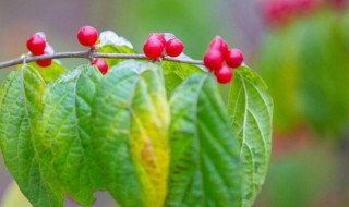 重足而立侧目而视是什么意思（重足而立,侧目而视）