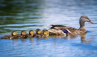 宜良板鸭的吃法 板鸭的吃法