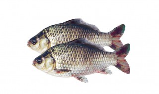 梦见鲫鱼是什么意思 梦见鲫鱼好吗