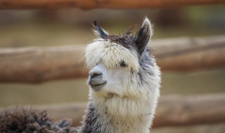 羊驼向人吐口水什么意思（羊驼朝人吐口水是什么意思）