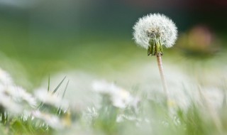 蒲公英的食疗方法 蒲公英的保健食疗吃法盘点