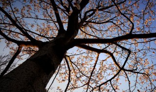 枣树笼了是什么意思 枣树笼了是什么意思?