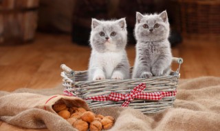 阿猫阿狗是什么意思（阿猫阿狗是词语吗）