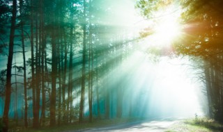 独木不成林是什么意思（独木不成林是什么意思要怎么理解）