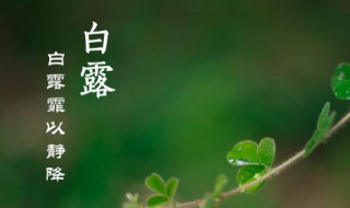 白露勿露身的含义（白露勿露身怎么读）