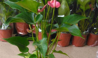 粉掌摆放在家庭哪个位置好（粉掌适合摆放在室内哪好）