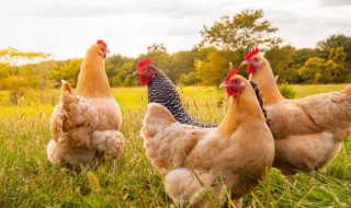 无抗鸡什么意思（无抗鸡怎么做）