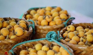 吃完枇杷核能种吗什么时候种（枇杷的核能种出枇杷吗）