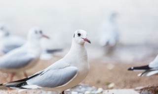 鸽子女是什么意思（飞机鸽子女是什么意思）