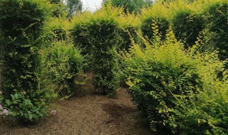 苗木公分指的是什么意思 什么是苗木公分