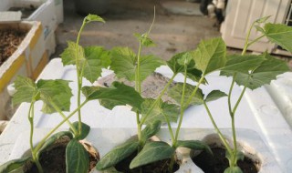 丝瓜种子催芽方法 丝瓜种子催芽方法图片