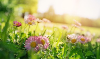 积累有关春天的谚语是什么意思 春天的谚语及其意思