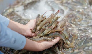 香辣虾食谱（香辣虾食材）