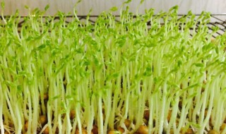 水培黄豆苗的种植方法 水培黄豆苗的种植方法和时间