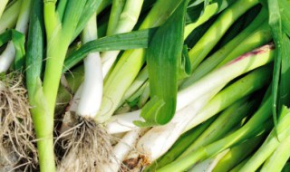 水蒜在家里种植方法 水蒜在家里种植方法作文