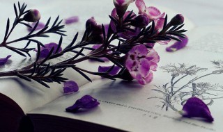 小清新网名女生简洁唯美 小清新网名女生简洁唯美二字