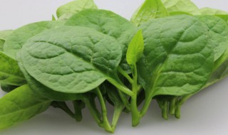 木耳菜的营养价值（木耳菜的营养价值及功效）