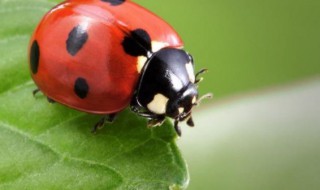 益虫是什么意思（益虫为什么叫益虫）