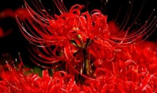 关于彼岸花诗句和传说有哪些（说彼岸花的诗）