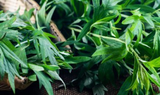 艾叶泡脚方法 正确的艾叶泡脚方法