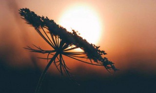 过万赞的抖音说说(过万赞的抖音说说文案)