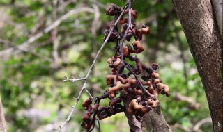 拐枣泡酒的方法 拐枣泡酒的制作方法