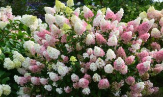 绣球春化的含义（绣球花什么含义）