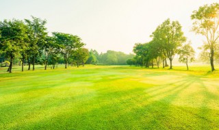 苗木p是什么意思 绿化苗木p是什么意思