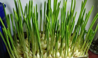 用水种大蒜的方法 怎么用水种大蒜的方法